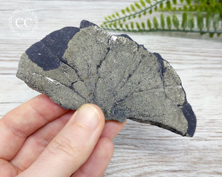 Pyrite Sun Dollar Illinois #5