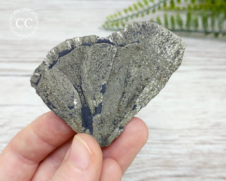 Pyrite Sun Dollar Illinois #6