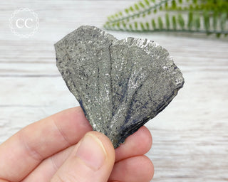 Pyrite Sun Dollar Illinois #6