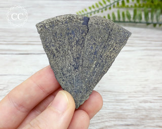 Pyrite Sun Dollar Illinois #9