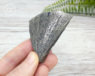 Pyrite Sun Dollar Illinois #9