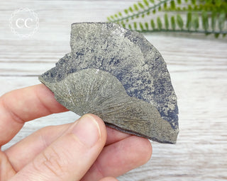 Pyrite Sun Dollar Illinois #10