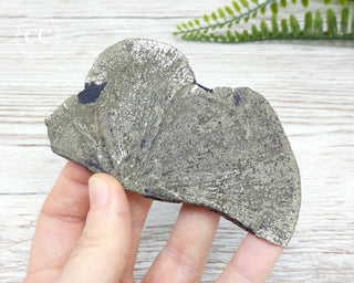 Pyrite Sun Dollar Illinois #13