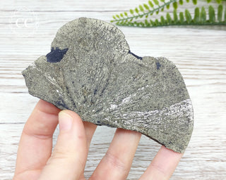 Pyrite Sun Dollar Illinois #13