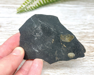 Pyrite in Shale Specimen #4