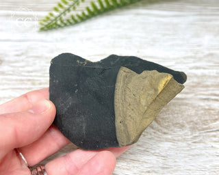 Pyrite in Shale Specimen #4