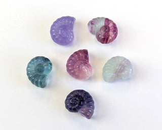 Rainbow Fluorite Mini Ammonites