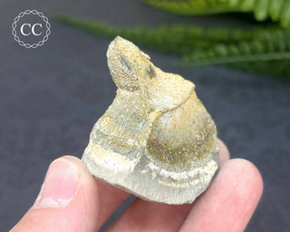 Rainbow Pyrite #18