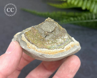 Rainbow Pyrite #6