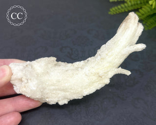 Rams Horn Selenite #1