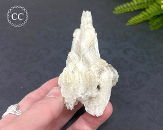 Rams Horn Selenite #2