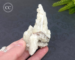 Rams Horn Selenite #2