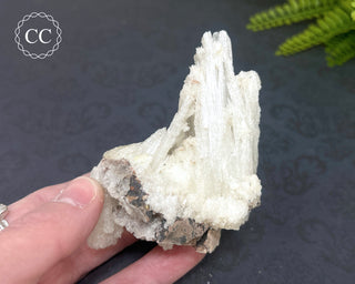 Rams Horn Selenite #2