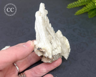 Rams Horn Selenite #2