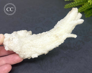 Rams Horn Selenite #1