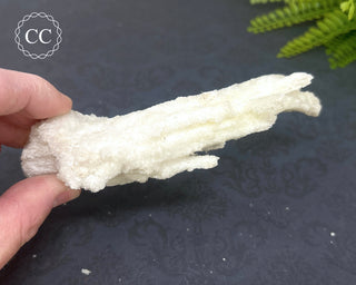 Rams Horn Selenite #1