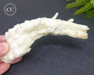 Rams Horn Selenite #1