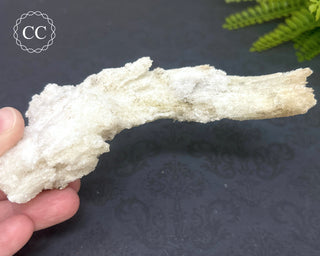 Rams Horn Selenite #1