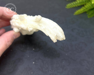 Rams Horn Selenite #1