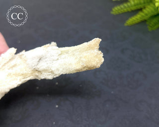 Rams Horn Selenite #1