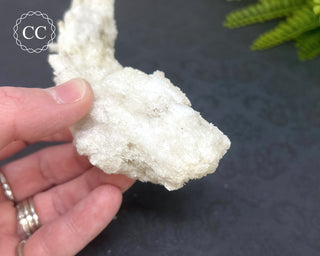 Rams Horn Selenite #1