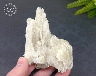 Rams Horn Selenite #2