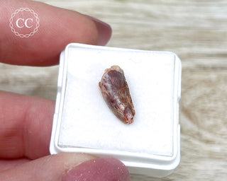 'Raptor' (Abelisaurid) Tooth #3