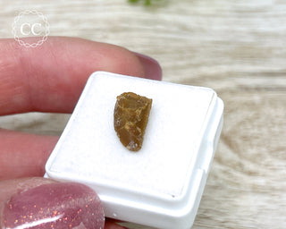 'Raptor' (Abelisaurid) Tooth #1