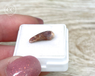 'Raptor' (Abelisaurid) Tooth #3