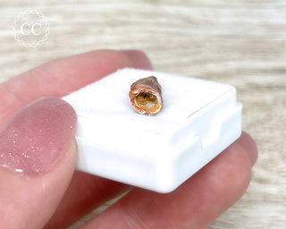 'Raptor' (Abelisaurid) Tooth #3