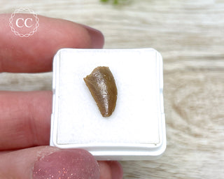 'Raptor' (Abelisaurid) Tooth #1