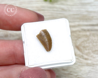 'Raptor' (Abelisaurid) Tooth #1