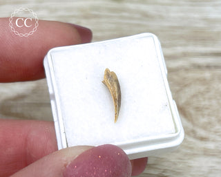 Rare Cretaceous Theropod Claw #4