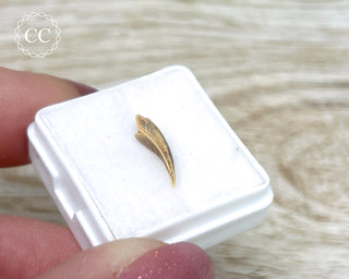 Rare Cretaceous Theropod Claw #4