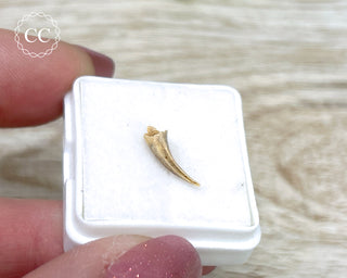 Rare Cretaceous Theropod Claw #4