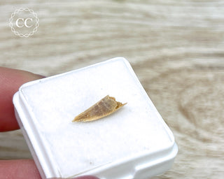 Rare Cretaceous Theropod Claw #4