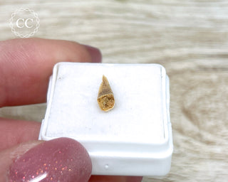 Rare Cretaceous Theropod Claw #4