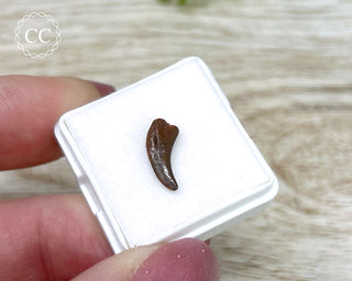 Rare Cretaceous Theropod Claw #1