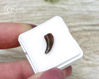 Rare Cretaceous Theropod Claw #1