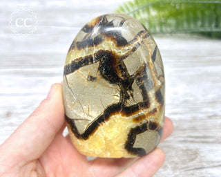Septarian Freeform #19