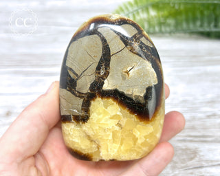Septarian Freeform #19