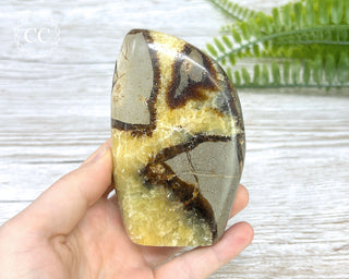 Septarian Freeform #1