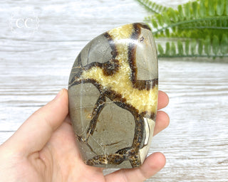 Septarian Freeform #1