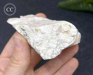 Spencer Ice Cream Opal #1