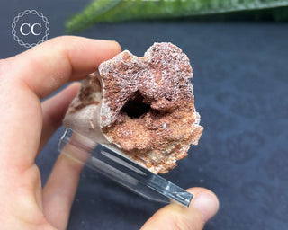 Spinosaur Vertebrae Fossil #1