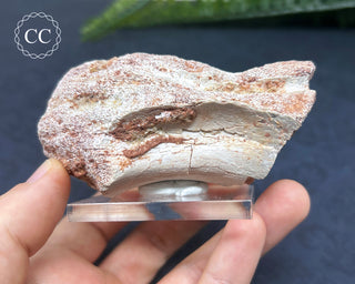 Spinosaur Vertebrae Fossil #1