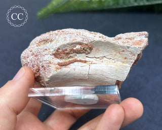 Spinosaur Vertebrae Fossil #1