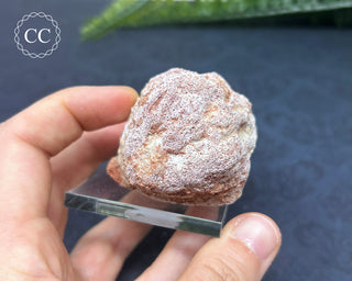 Spinosaur Vertebrae Fossil #1