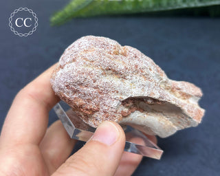 Spinosaur Vertebrae Fossil #1