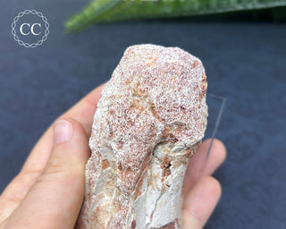 Spinosaur Vertebrae Fossil #1